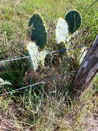 High angle view of cactus growing on field