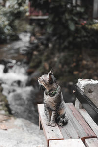 Dog sitting on wood