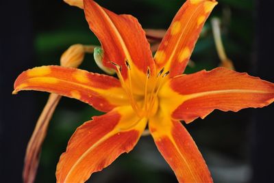 Close-up of day lily blooming outdoors