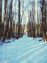 Bare trees on snow covered landscape