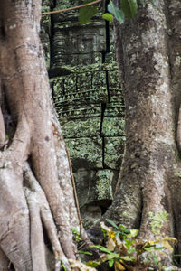 Close-up of lizard on tree trunk