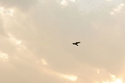 Low angle view of airplane flying in sky