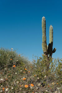 Low angle view of tree against clear blue sky