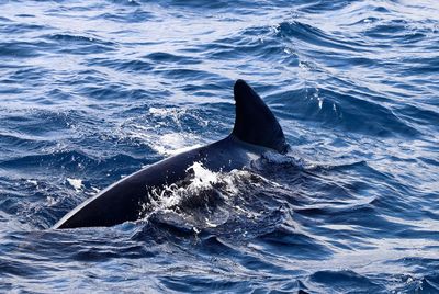 Dolphin swimming in sea