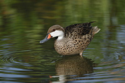 Duck swimming in lake