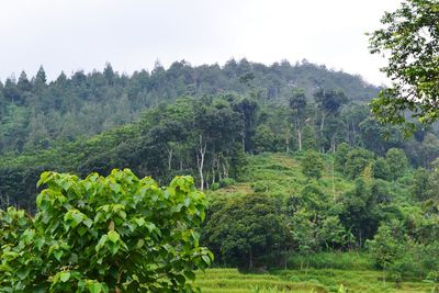 Low angle view of trees against sky