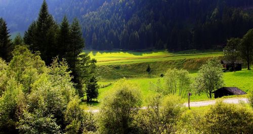 Scenic view of forest