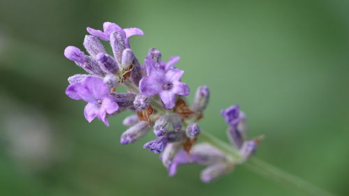 Close-up of purple flowering plant