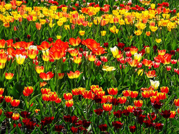 Full frame shot of red tulips in field