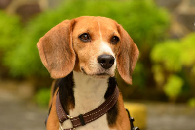 Close-up portrait of beagle dog