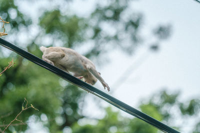 Low angle view of bird perching on branch