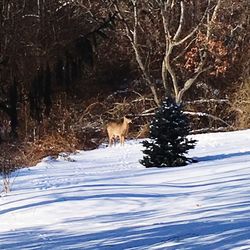 Cat in snow covered forest during winter