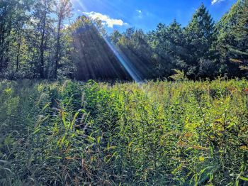 Low angle view of flower trees in field