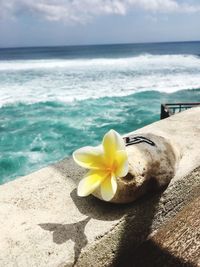 Close-up of yellow flower on beach