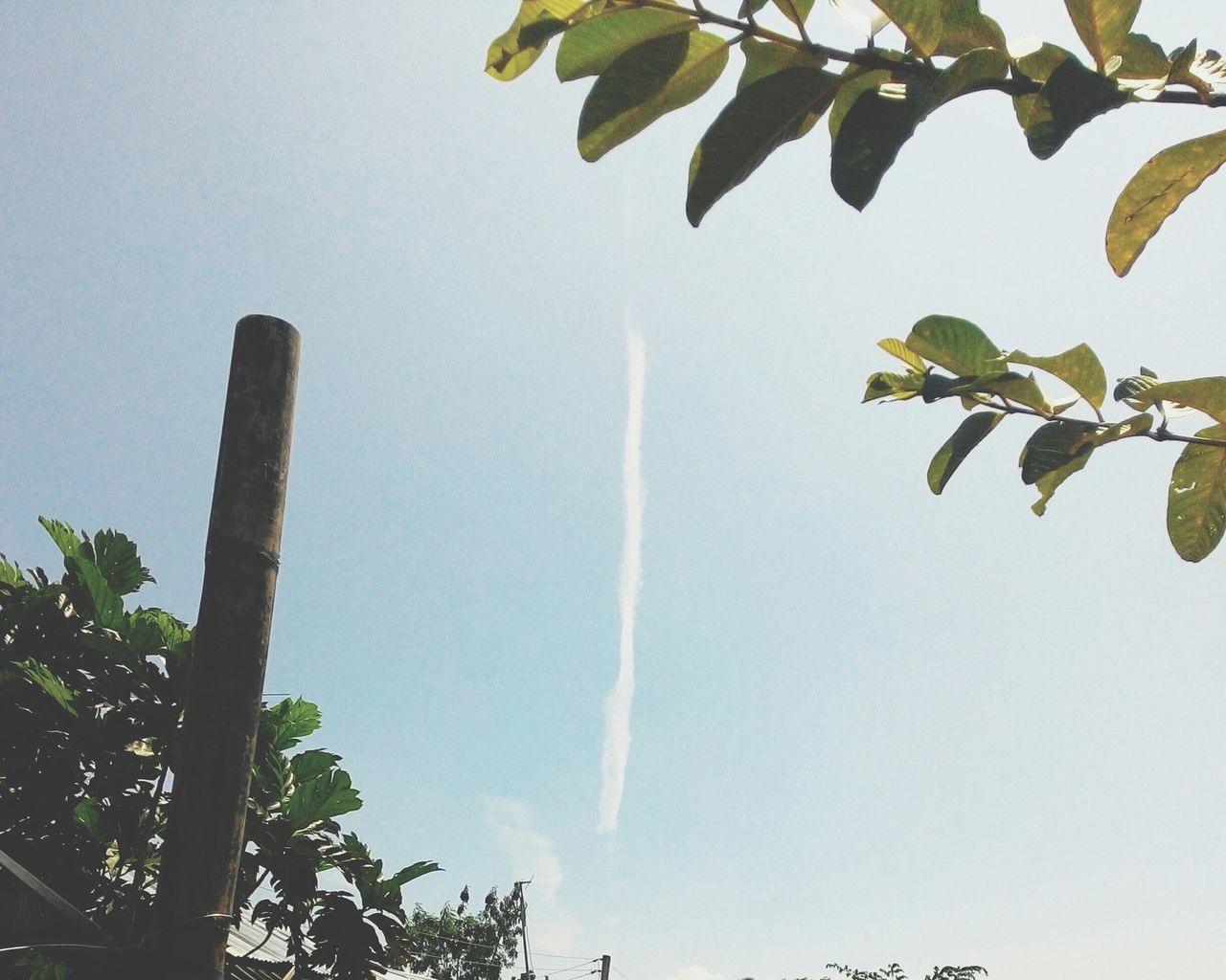 low angle view, tree, growth, leaf, clear sky, branch, nature, sky, high section, green color, beauty in nature, day, blue, outdoors, no people, copy space, plant, tranquility, twig, treetop