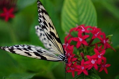 Close-up of butterfly pollinating on flower