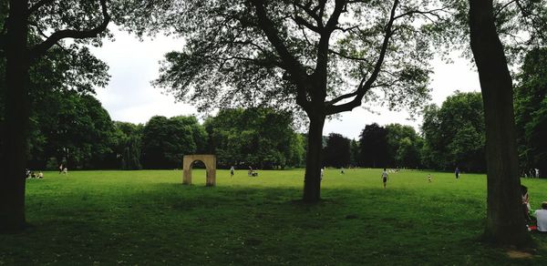 Trees in park