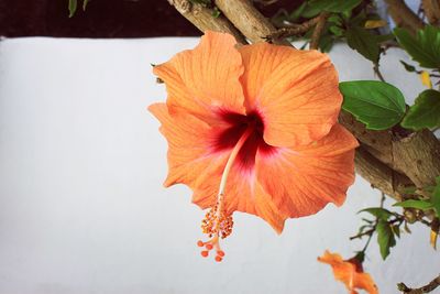 Close-up of yellow hibiscus blooming outdoors