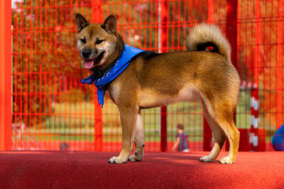 Dog looking away in red while standing on wall