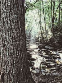 Trees in forest