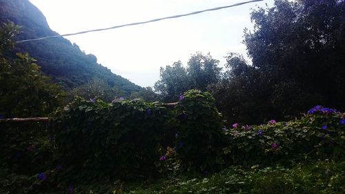 Trees and plants growing on mountain against sky