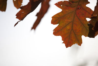 Close-up of maple leaf