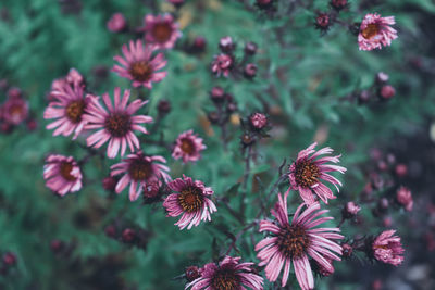 Close-up of pink flowering plants