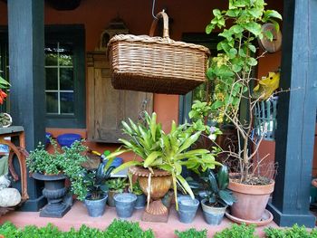 Potted plants in backyard