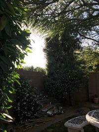 Plants and trees against sky