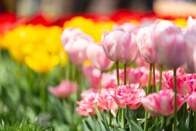 Close-up of pink tulips on field