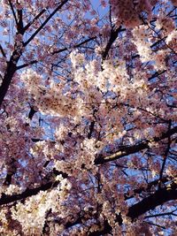 Low angle view of cherry tree