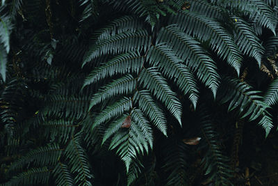 Full frame shot of pine tree