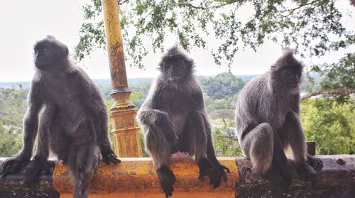 Three of kind monkey business