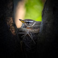 Close-up of bird nest on tree trunk