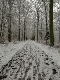 Road passing through forest