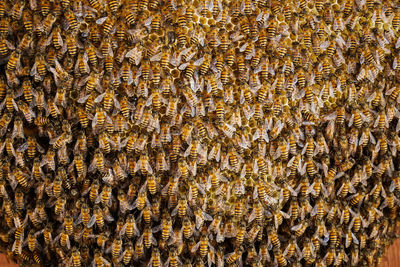 Group of bees working on honeycombs in beehives in an apiary 