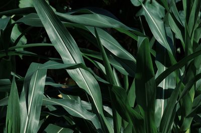 Detail shot of green leaves