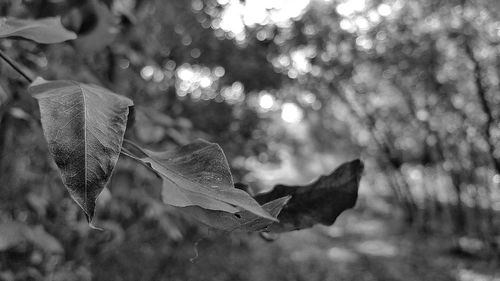 Close-up of leaves on ground