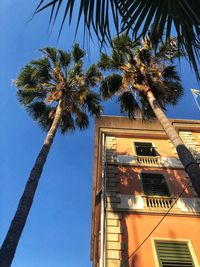 Low angle view of coconut palm tree against building