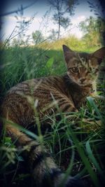 Portrait of a cat on field