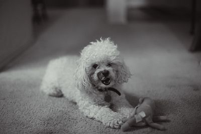 Close-up portrait of dog lying on floor