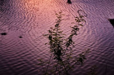 High angle view of flowering plant by lake