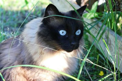 Close-up of birman cat