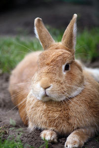 Close-up of a rabbit on field