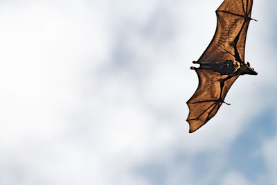 Close-up of lizard flying against sky