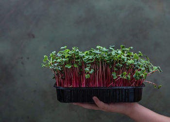 Girl holds a black tray with microgreen. raw sprouts. healthy eating and diet, vegan lifestyle. 
