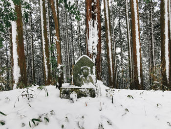 Trees growing in snow covered forest