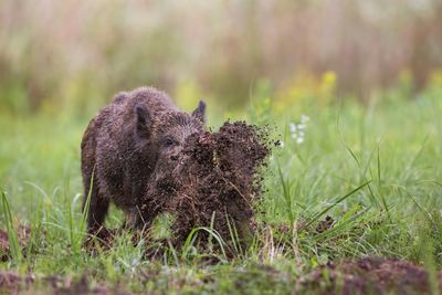 View of an animal on grass