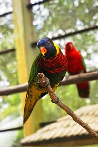 Bird perching on a branch