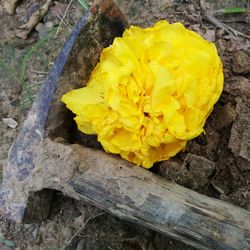 Close-up high angle view of yellow flower